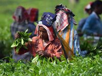 Tea garden workers pluck tea leaves at a tea garden in Nagaon district, Assam, India, on September 23, 2024. (