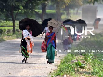 Women arrive to harvest fresh tea leaves at a tea garden in Nagaon district of Assam, India, on September 23, 2024. (