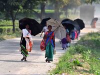 Women arrive to harvest fresh tea leaves at a tea garden in Nagaon district of Assam, India, on September 23, 2024. (