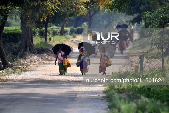 Women arrive to harvest fresh tea leaves at a tea garden in Nagaon district of Assam, India, on September 23, 2024. 