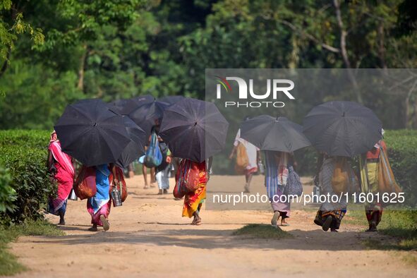 Women arrive to harvest fresh tea leaves at a tea garden in Nagaon district of Assam, India, on September 23, 2024. 