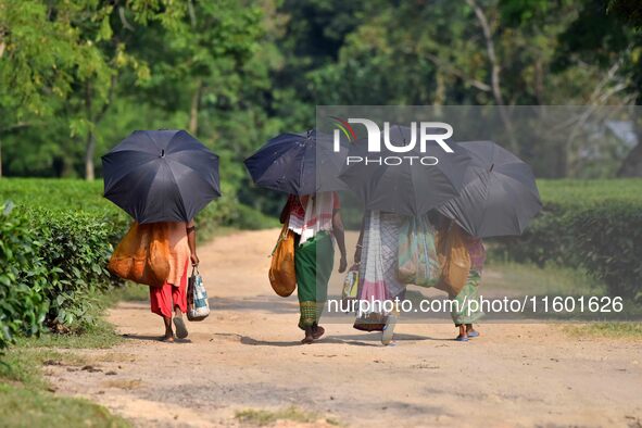 Women arrive to harvest fresh tea leaves at a tea garden in Nagaon district of Assam, India, on September 23, 2024. 