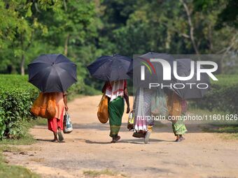 Women arrive to harvest fresh tea leaves at a tea garden in Nagaon district of Assam, India, on September 23, 2024. (