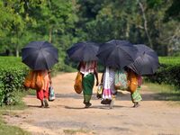 Women arrive to harvest fresh tea leaves at a tea garden in Nagaon district of Assam, India, on September 23, 2024. (