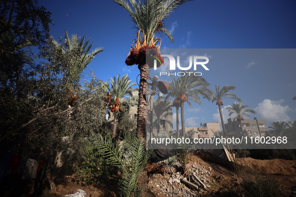 A Palestinian farmer harvests dates at their farm in Deir Al-Balah in the central Gaza Strip on September 23, 2024, amid the ongoing war bet...