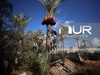 A Palestinian farmer harvests dates at their farm in Deir Al-Balah in the central Gaza Strip on September 23, 2024, amid the ongoing war bet...