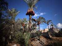 A Palestinian farmer harvests dates at their farm in Deir Al-Balah in the central Gaza Strip on September 23, 2024, amid the ongoing war bet...