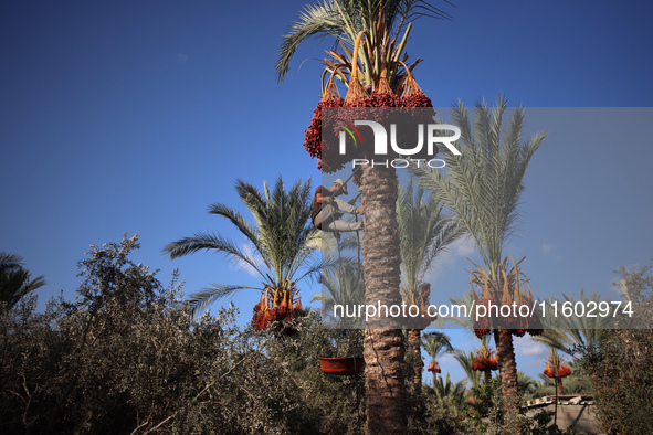 A Palestinian farmer harvests dates at their farm in Deir Al-Balah in the central Gaza Strip on September 23, 2024, amid the ongoing war bet...