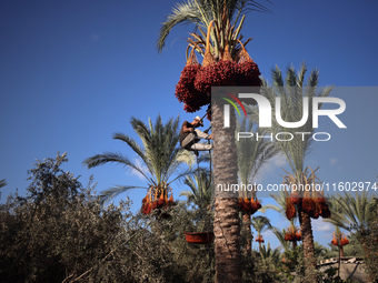 A Palestinian farmer harvests dates at their farm in Deir Al-Balah in the central Gaza Strip on September 23, 2024, amid the ongoing war bet...