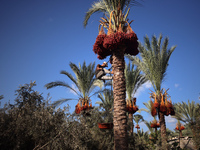 A Palestinian farmer harvests dates at their farm in Deir Al-Balah in the central Gaza Strip on September 23, 2024, amid the ongoing war bet...