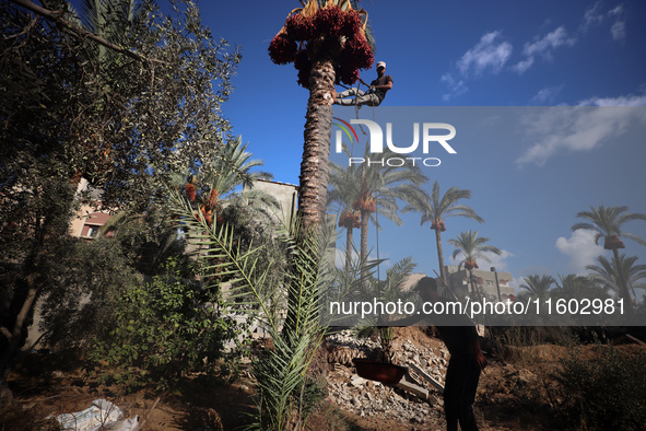 Palestinian farmers harvest dates at their farm in Deir Al-Balah in the central Gaza Strip on September 23, 2024, amid the ongoing war betwe...