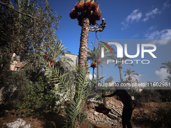 Palestinian farmers harvest dates at their farm in Deir Al-Balah in the central Gaza Strip on September 23, 2024, amid the ongoing war betwe...