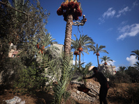 Palestinian farmers harvest dates at their farm in Deir Al-Balah in the central Gaza Strip on September 23, 2024, amid the ongoing war betwe...