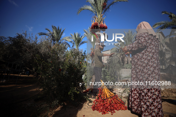 Palestinian farmers harvest dates at their farm in Deir Al-Balah in the central Gaza Strip on September 23, 2024, amid the ongoing war betwe...