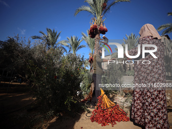 Palestinian farmers harvest dates at their farm in Deir Al-Balah in the central Gaza Strip on September 23, 2024, amid the ongoing war betwe...