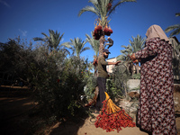 Palestinian farmers harvest dates at their farm in Deir Al-Balah in the central Gaza Strip on September 23, 2024, amid the ongoing war betwe...