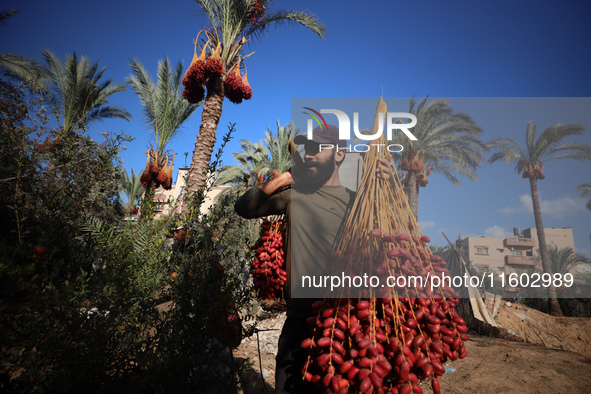 Palestinian farmers harvest dates at their farm in Deir Al-Balah in the central Gaza Strip on September 23, 2024, amid the ongoing war betwe...