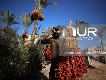 Palestinian farmers harvest dates at their farm in Deir Al-Balah in the central Gaza Strip on September 23, 2024, amid the ongoing war betwe...