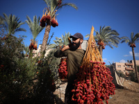 Palestinian farmers harvest dates at their farm in Deir Al-Balah in the central Gaza Strip on September 23, 2024, amid the ongoing war betwe...