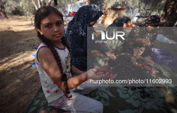 Palestinian farmers harvest dates at their farm in Deir Al-Balah in the central Gaza Strip, on September 23, 2024, amid the ongoing war betw...