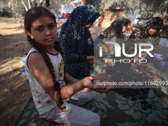 Palestinian farmers harvest dates at their farm in Deir Al-Balah in the central Gaza Strip, on September 23, 2024, amid the ongoing war betw...