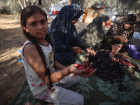 Palestinian farmers harvest dates at their farm in Deir Al-Balah in the central Gaza Strip, on September 23, 2024, amid the ongoing war betw...