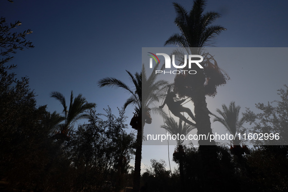 A Palestinian farmer harvests dates at their farm in Deir Al-Balah in the central Gaza Strip on September 23, 2024, amid the ongoing war bet...