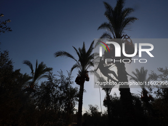 A Palestinian farmer harvests dates at their farm in Deir Al-Balah in the central Gaza Strip on September 23, 2024, amid the ongoing war bet...