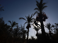 A Palestinian farmer harvests dates at their farm in Deir Al-Balah in the central Gaza Strip on September 23, 2024, amid the ongoing war bet...