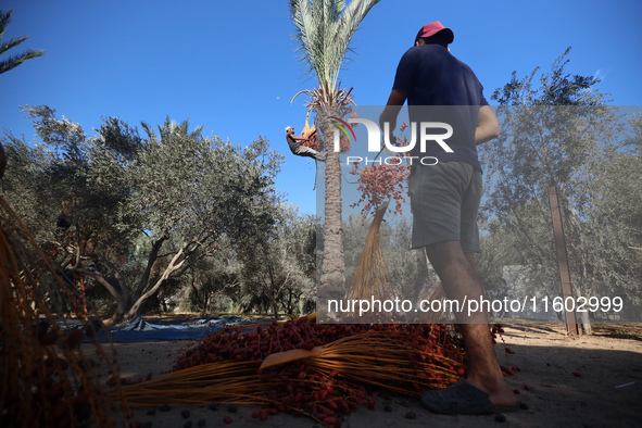 Palestinian farmers harvest dates at their farm in Deir Al-Balah in the central Gaza Strip on September 23, 2024, amid the ongoing war betwe...