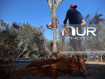 Palestinian farmers harvest dates at their farm in Deir Al-Balah in the central Gaza Strip on September 23, 2024, amid the ongoing war betwe...