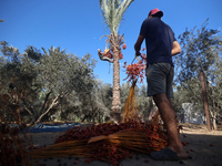 Palestinian farmers harvest dates at their farm in Deir Al-Balah in the central Gaza Strip on September 23, 2024, amid the ongoing war betwe...