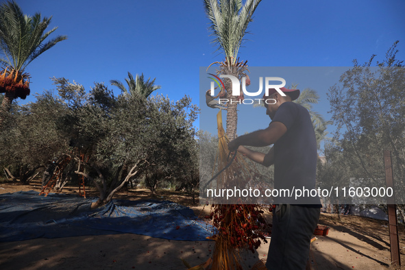 Palestinian farmers harvest dates at their farm in Deir Al-Balah in the central Gaza Strip on September 23, 2024, amid the ongoing war betwe...