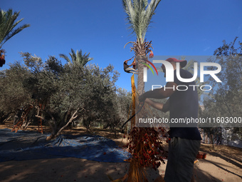 Palestinian farmers harvest dates at their farm in Deir Al-Balah in the central Gaza Strip on September 23, 2024, amid the ongoing war betwe...