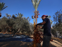 Palestinian farmers harvest dates at their farm in Deir Al-Balah in the central Gaza Strip on September 23, 2024, amid the ongoing war betwe...