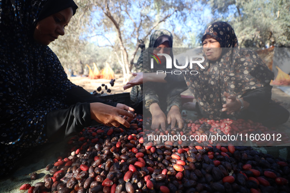 Palestinian farmers harvest dates at their farm in Deir Al-Balah in the central Gaza Strip, on September 23, 2024, amid the ongoing war betw...