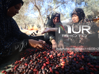 Palestinian farmers harvest dates at their farm in Deir Al-Balah in the central Gaza Strip, on September 23, 2024, amid the ongoing war betw...