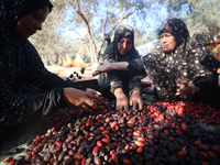 Palestinian farmers harvest dates at their farm in Deir Al-Balah in the central Gaza Strip, on September 23, 2024, amid the ongoing war betw...