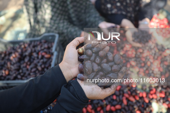 Palestinian farmers harvest dates at their farm in Deir Al-Balah in the central Gaza Strip, on September 23, 2024, amid the ongoing war betw...