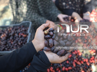 Palestinian farmers harvest dates at their farm in Deir Al-Balah in the central Gaza Strip, on September 23, 2024, amid the ongoing war betw...