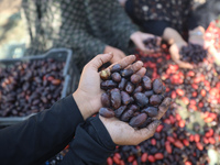 Palestinian farmers harvest dates at their farm in Deir Al-Balah in the central Gaza Strip, on September 23, 2024, amid the ongoing war betw...