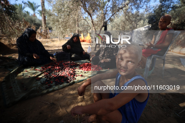 Palestinian farmers harvest dates at their farm in Deir Al-Balah in the central Gaza Strip, on September 23, 2024, amid the ongoing war betw...