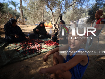 Palestinian farmers harvest dates at their farm in Deir Al-Balah in the central Gaza Strip, on September 23, 2024, amid the ongoing war betw...