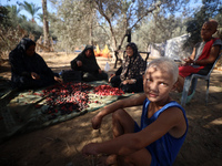 Palestinian farmers harvest dates at their farm in Deir Al-Balah in the central Gaza Strip, on September 23, 2024, amid the ongoing war betw...