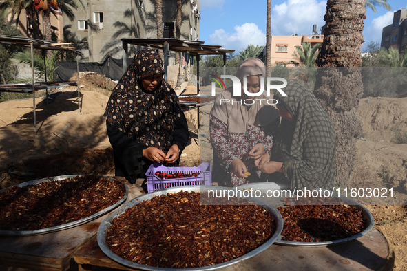 Palestinian farmer women sort freshly harvested dates at their farm in Deir Al-Balah, Gaza Strip, on September 23, 2024, amid the ongoing wa...