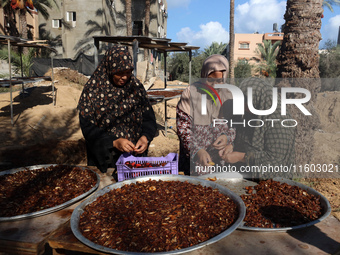 Palestinian farmer women sort freshly harvested dates at their farm in Deir Al-Balah, Gaza Strip, on September 23, 2024, amid the ongoing wa...