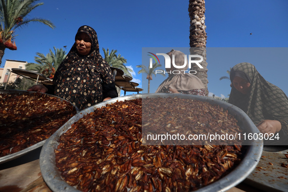 Palestinian farmer women sort freshly harvested dates at their farm in Deir Al-Balah, Gaza Strip, on September 23, 2024, amid the ongoing wa...