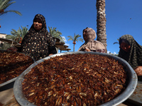 Palestinian farmer women sort freshly harvested dates at their farm in Deir Al-Balah, Gaza Strip, on September 23, 2024, amid the ongoing wa...