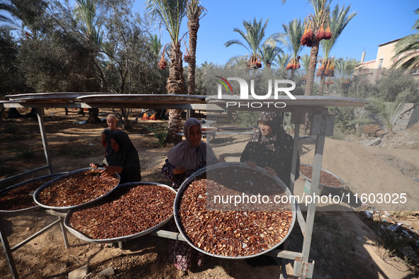 Palestinian farmer women sort freshly harvested dates at their farm in Deir Al-Balah, Gaza Strip, on September 23, 2024, amid the ongoing wa...