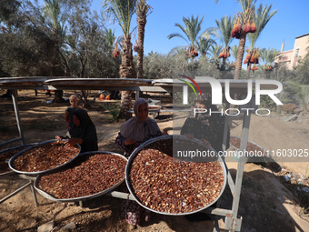 Palestinian farmer women sort freshly harvested dates at their farm in Deir Al-Balah, Gaza Strip, on September 23, 2024, amid the ongoing wa...